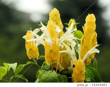 パキスタキス/日比谷公園 パキスタキス/日比谷公園 35044065