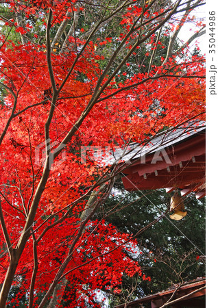 奥州平泉 中尊寺の紅葉 岩手県平泉町 奥州平泉 中尊寺の紅葉 岩手県平泉町 35044986