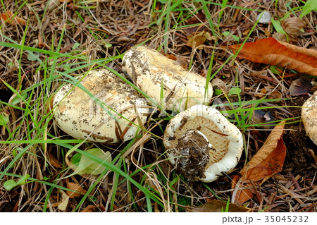 白い天然きのこ 35045232