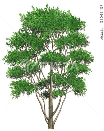 ハナカイドウのスケッチ ハナカイドウの精密植物画 ハナカイドウのスケッチ ハナカイドウの精密植物画 35045437