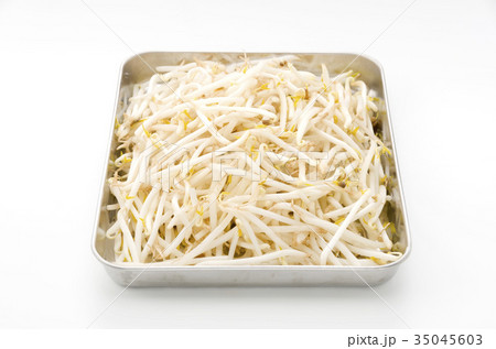 もやし もやし 35045603