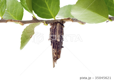 みのむし みのむし 35045621