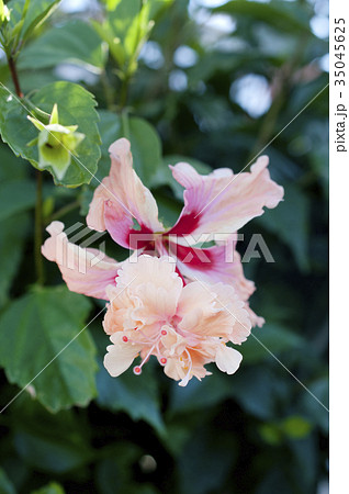 ハイビスカス（オレンジフラミンゴ） 35045625