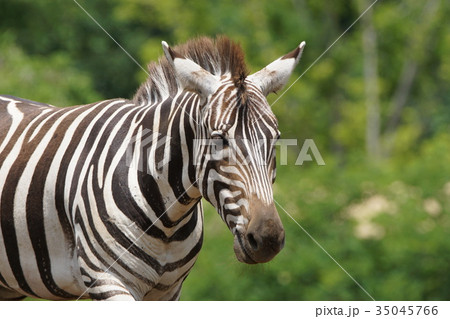 グラントシマウマ45 グラントシマウマ45 35045766