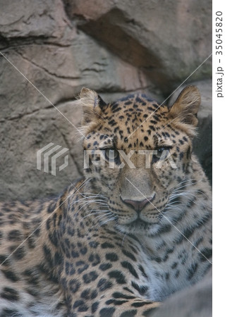 アムールヒョウ23 35045820