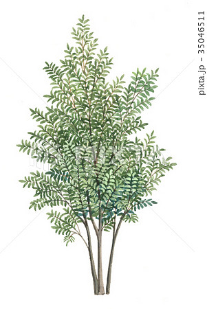 ヒサカキのスケッチ ヒサカキの精密植物画 非榊のイラスト ヒサカキのスケッチ ヒサカキの精密植物画 非榊のイラスト 35046511
