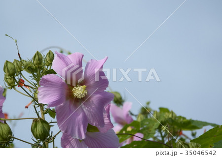 タイタンビカス 35046542