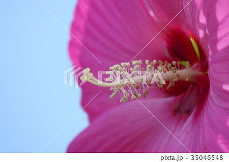 タイタンビカス 35046548