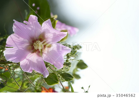 タイタンビカス 35046562