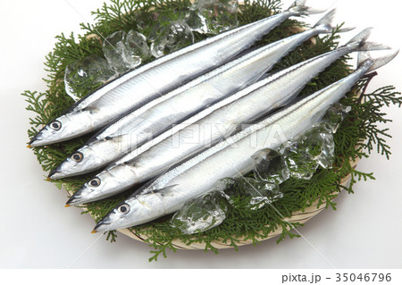 さんま さんま 35046796