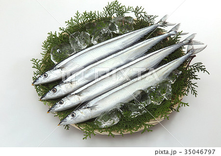 さんま さんま 35046797