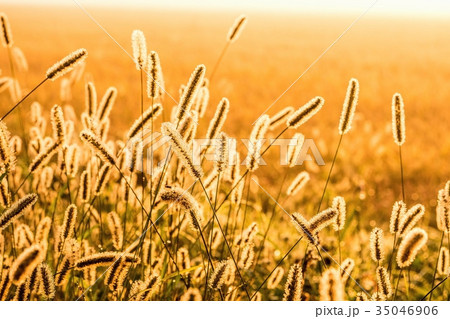 秋のエノコログサの背景素材 35046906