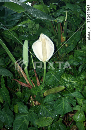 モンステラ 花と葉の写真素材