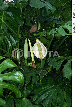 モンステラ 花と葉の写真素材