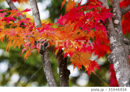 しっとりした紅葉 35046956