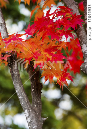 しっとりした紅葉 35046958