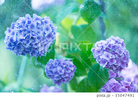 水のしたたる紫陽花の写真素材 [35047491] - PIXTA