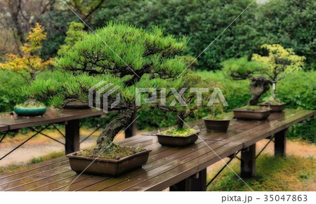 色々な盆栽 35047863
