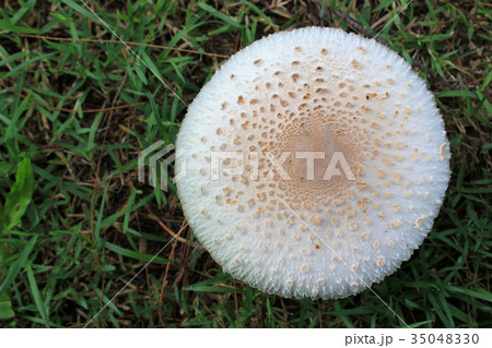 White mushrooms in forest on rain season White mushrooms in forest on rain season 35048330