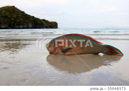 Dead parrot fish on the beach Dead parrot fish on the beach 35048373