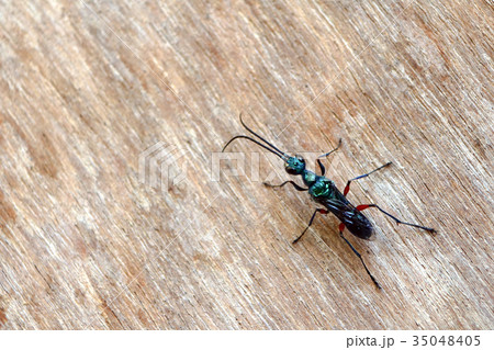 Emerald wasps on the wooden walls Emerald wasps on the wooden walls 35048405