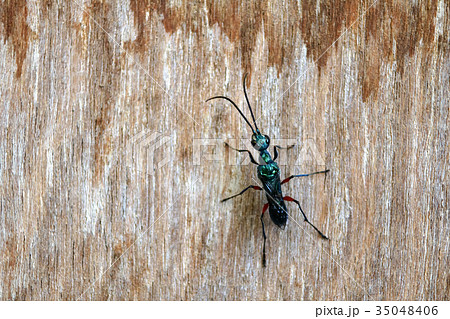 Emerald wasps on the wooden walls 35048406