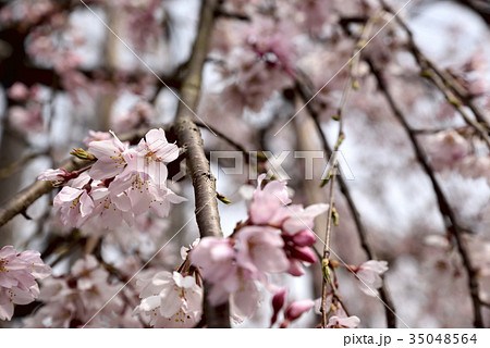 岡山県倉敷市、柳田八幡宮の三春滝ザクラ 岡山県倉敷市、柳田八幡宮の三春滝ザクラ 35048564