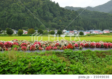 初秋の昭和村 初秋の昭和村 35049030