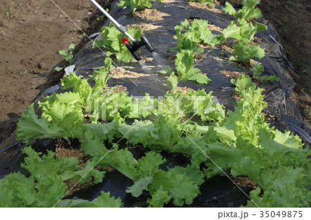 野菜の消毒 野菜の消毒 35049875