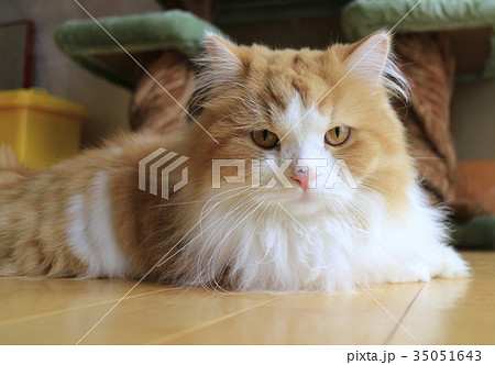 猫ＭＧ6158 35051643