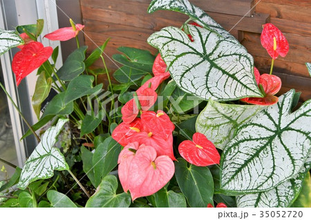 カラジウム　アンスリウム 35052720