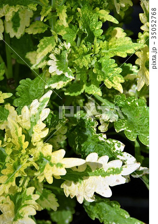 観葉植物 35052768