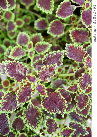 観葉植物 観葉植物 35052791