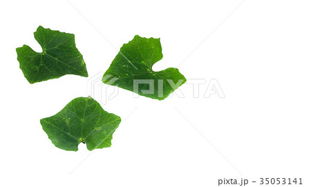 Cocconia leaves on isolated white background Cocconia leaves on isolated white background 35053141