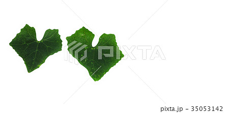 Cocconia leaves on isolated white background 35053142