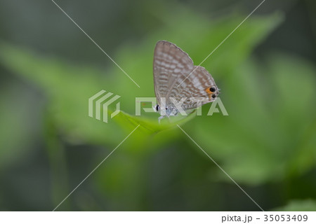 ウラナミシジミ 35053409