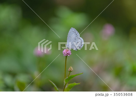 サツマシジミ 35053608