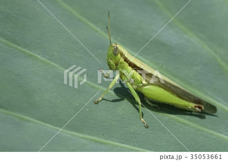 蓮の葉の上のバッタ 35053661