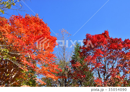 滝野すずらん公園の紅葉 滝野すずらん公園の紅葉 35054090