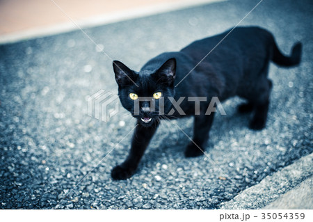 黒猫 黒猫 35054359