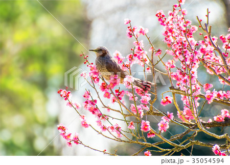 ヒヨドリと紅梅 35054594