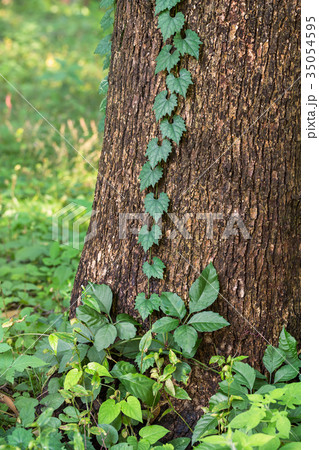 木に絡み付くツタの写真素材 [35054595] Pixta