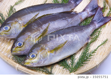 イサキ　食材 35055751