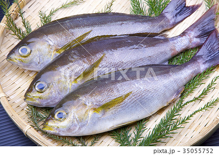 イサキ　食材 35055752