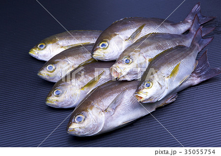 イサキ　食材 35055754