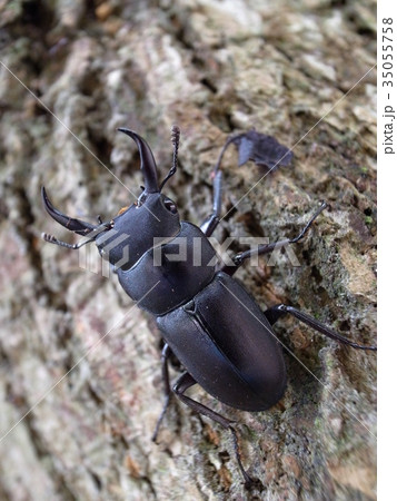 クワガタムシ クワガタムシ 35055758
