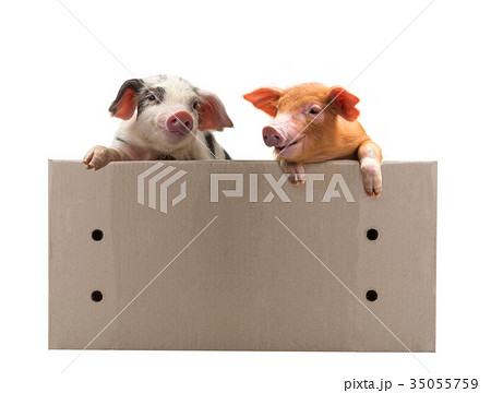 pigs 35055759