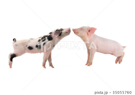 two pigs two pigs 35055760
