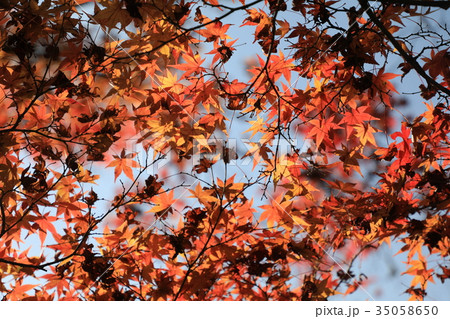 日本の秋 日本の秋 35058650
