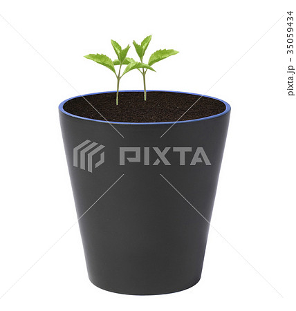 Young plant in pot isolated Young plant in pot isolated 35059434